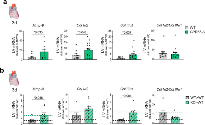 Impact of GPR55 deficiency on ECM factors following MI. LV gene expression of Mmp-9, collagen Iα2, collagen IIIα1 and collagen variant transcript ratio 3 days post-MI in (a) WT and GPR55−/− mice, fold over no MI WT (n = 10–16/group) and (b) WT > WT and KO > WT fold over WT > WT. Dotted lines indicate transcript levels in WT and global GPR55−/− mice 3 days post-MI, as fold over WT MI. Bars indicate mean ± SE (n = 7–9/group) (Two-way ANOVA with Sidak’s post hoc test or student’s t-test, as appropriate).