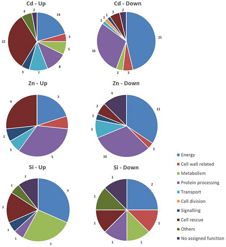 Functional classification of proteins with significant quantitative changes in abundance in hemp leaves in response to Cd, Zn, and Si. Seedlings were exposed for 1 week either to Cd 20 μM, Zn 100 μM, or Si 2 mM, and proteins were extracted from leaves. Mixed treatments (CSi, CdSi, and ZnSi) are not indicated for the sake of clarity.