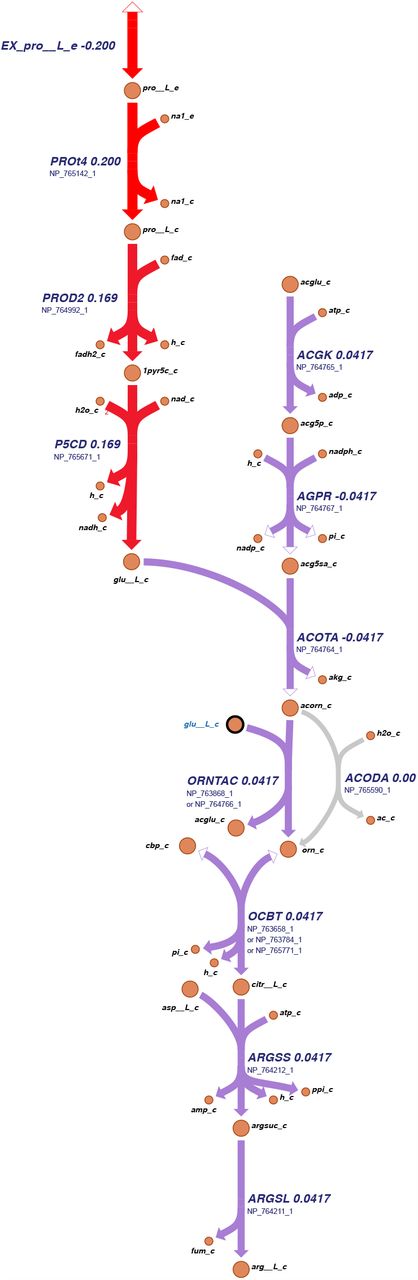 Biosynthetic pathway of l-arginine via l-glutamate and l-proline.All available l-proline is actively taken up and subsequently metabolized to various products, including l-glutamate, l-ornithine, and ultimately l-arginine. Genetic evidence supporting each reaction is provided in the form of a driving enzyme associated with a gene-reaction rule. The values assigned to these reactions correspond to the flux distribution in AMM-. The graphical representation of the metabolic map was generated using Escher43.