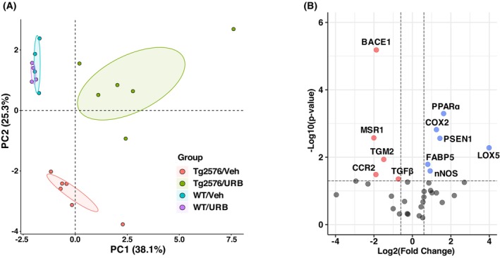 Chronic intranasal URB597 effects on amyloidosis‐relevant gene expression in Tg2576 and wild‐type mice. (A) Principal component analysis (PCA) of the expression profiles of 35 amyloidosis‐related genes in the hippocampus of 11‐month‐old wild‐type (WT) and Tg2576 mice. These mice received either a vehicle (Veh) or URB597 (URB) treatment for 5 months. The PCA score plot shows the distinct grouping of Tg2576 mice treated with URB (green circles) compared to those receiving Veh (red circles). Conversely, WT mice treated with either Veh or URB show highly overlapping clusters, indicating similar gene expression profiles regardless of the treatment. The percentage of variance explained by the first two principal components (PC1 and PC2) is indicated in parentheses along the respective axes. Shaded ellipses around the clusters represent the 99% confidence intervals, calculated from the scores. A total of 4 to 6 biological samples from each group were analyzed (n = 4 WT/Veh mice, n = 4 WT/URB mice, n = 6 Tg/Veh mice, n = 6 Tg/URB mice). (B) Volcano plot showing the differential gene expression level of the 35 analyzed genes in Tg2576 mice treated with URB or Veh (n = 6 mice per group). The x‐axis indicates the log2 transformation of the expression fold change [Log2(Fold Change)], where the fold change is the ratio of average gene expression between the URB and veh groups. The y‐axis shows the statistical significance, expressed as the negative logarithm of the P‐value [−Log10(P‐value)]. The horizontal line marks the threshold for statistical significance (P = 0.05). Vertical lines at Log2(Fold Change) of −0.6 and 0.6 indicate fold changes of approximately 0.66 and 1.5, respectively, used to define differentially expressed genes. Red dots represent downregulated genes, and blue dots indicate upregulated genes in URB‐treated compared to Veh‐treated mice. Gray dots represent non‐differentially expressed genes between the two groups. 5‐LOX, 5‐lipoxygenase; BACE1, β‐site amyloid precursor protein cleaving enzyme 1; CCR2, C‐C chemokine receptor type 2; COX2, cyclooxygenase‐2; FABP5, fatty acid‐binding protein 5; MSR1, macrophage scavenger receptor 1; nNOS, neuronal nitric oxide synthase; PPARα, peroxisome proliferator‐activated receptor alpha; PSEN1, presenilin 1; TGFβ, transforming growth factor beta; TGM2, transglutaminase 2.