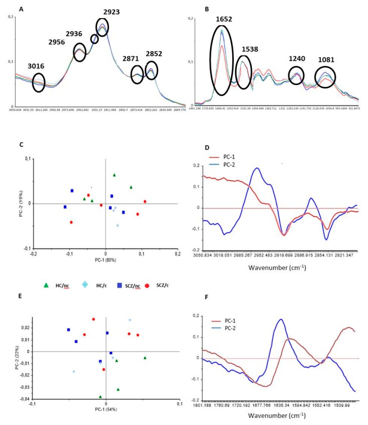 Mean FTIR of dried olfactory neuroepithelium (ON) cells from healthy controls non-cannabis users (HC/nc, green); healthy controls cannabis users (HC/c, light blue); schizophrenic patients non-cannabis users (SCZ/nc, dark blue) and schizophrenic patients cannabis users (SCZ/c, red). The main peaks are assigned for (A) the lipid region (3050–2800 cm−1), and (B) the protein fingerprint region (1800–900 cm−1). Contribution of the first two components in the principal component analysis (PCA) for lipids (3050–2800 cm−1) (C,D), and for proteins (1800–1480 cm−1) (E,F). In C, and E, symbols represent the mean values for each subject.