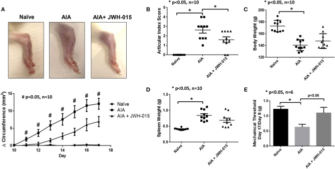 JWH-015 is anti-inflammatory in AIA arthritic rats. JWH-015 was given (5 mg/kg, ip) from day 8–17. Articular index scores were averaged for each animal (B) and Δ ankle circumferences (A) (normalized to day 0) values were averaged for each animal before group comparisons and final values represented as the mean of “n” number of animals per group. Mean ± SEM is shown for ankle articular index scores (range 0–4) and ankle Δ circumferences (in millimeters) determined on indicated days after adjuvant injection. (D) The mean ± SEM increases in body weight and spleen weight (E) measured on the final day of the experimentation. (C) Mechanical alloydina was measured with Von Frey test where a ratio of the rat's own baseline score at day 8 compared to day 17 was taken before averaged. The mean ± SEM in grams is presented here. *p < 0.05 one-way ANOVA n = 10 rats per group; *p < 0.05 one-way ANOVA n = 6 rats per group for Von Frey test. #p < 0.05 one-way ANOVA where all comparisons (naïve vs. AIA vs. AIA + JWH-015) are statistically significant n = 10 rats per group.