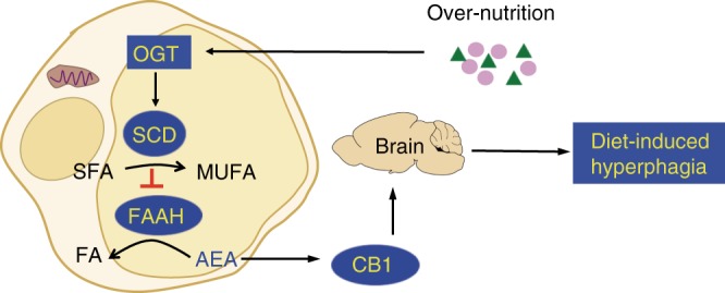 A working model for appetite regulation in obesity. The fat-sensing adipose tissue-to-brain axis induces hyperphagia when palatable foods are available. This appetite-inducing axis in adipose tissue is activated by the fat-sensing module OGT, which trans-activates expression of the lipid desaturation module SCD. SCD facilitates the accumulation of the appetite-inducing module AEA, which activates peripheral CB1 signaling to induce hyperphagia