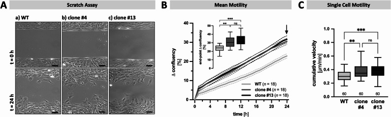 TRPV2-deficient KGN cells migrate faster. A Representative original micrographs from WT (a) and both TRPV2-deficient clones #4 (b) and #13 (c) captured at the beginning (upper panel; t = 0 h) and the end (lower panel; t = 24 h) of a 24 h scratch assay experiment. Scale bar 100 µM. B Mean motility as overall change in confluency (mean ± SEM; mean - solid line, SEM - dotted line) was analyzed using micrographs captured every 60 min for 24 h (n = 18, each). Inset shows changes in confluency after 24 h (end-point) revealing significantly higher efficiency in gap closing in both TRPV2-deficient clones, compared to WT cells. C Single cell tracking was performed to determine the cumulative velocity on single cell level for each cell type (n = 60, each), and revealed significantly higher cumulative velocity in both TRPV2-deficient KGN cells, compared to WT cells