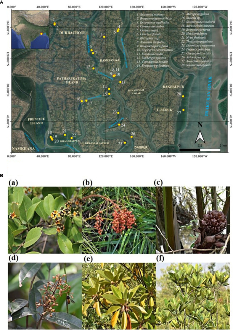 (A) A comprehensive map detailing the specific sampling and distribution locations of every mangrove and mangrove associate species collected in this study across Indian Sundarbans. (B) Some representative mangrove and mangrove associate species of Indian Sundarbans where bibenzyl scaffold is detected. (a) Avicennia marina (b) Phoenix paludosa (c) Nypa fruticans (d) Brownlowia tersa (e) Bruguiera gymnorrhiza (f) Rhizophora sp.