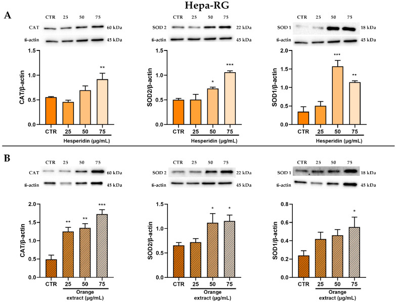 Effect of HE (A) and OE (B) on CAT, SOD2, and SOD1 protein expressions in Hepa-RG cells was measured by Western blot, and β-actin was used as a loading control. Representative Western blot bands are shown below. All data reported in each panel are expressed as the mean ± SEM from three independent experiments, where * p ≤ 0.033, ** p ≤ 0.002, and *** p < 0.0002 by the Kruskal–Wallis test corrected for multiple comparison by Dunn’s test.