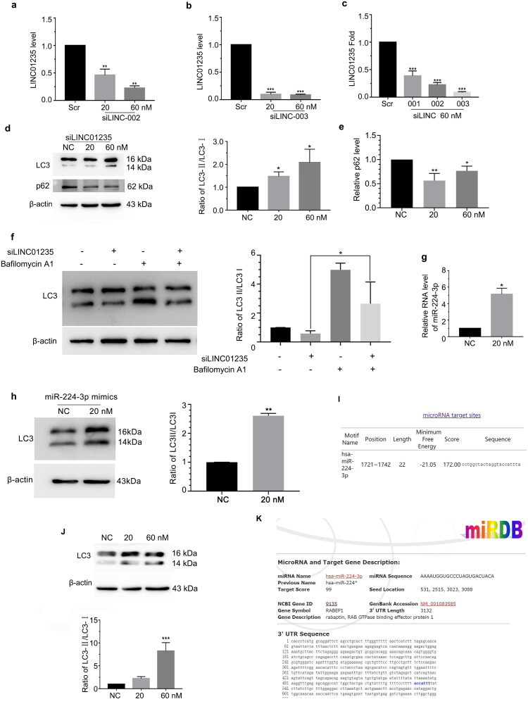LINC01235 sponging miR-224-3p and then suppressed autophagy. (a–c) Designed and synthesized three siRNAs (001, 002 and 003), HAECs were transfected with siLINC (20 and 60 nM) respectively for 24 h and then RT-PCR analysed LINC01235 expression. (d, e) HAECs were transfected with siLINC01235 (20 and 60 nM) for 24 h and LC3 and p62 protein level were analysed by Western blotting. (f) HAECs were transfected with siLINC01235 for 48 h, followed by treatment with BafA1. Western blot analysed LC3 protein level. (g) HAECs were transfected with siLINC01235 for 24 h and then RT-PCR analysed miR-224-3p expression. (h) HAECs were transfected with miR-224-3p mimics for 48 h. Western blot analysed LC3 protein level. (i) Bioinformatics analysis of LINC01235 and miR-224-3p binding sites. (j) HAECs were transfected with siRABEP1 (20 and 60 nM) for 48 h and LC3 protein levels were analysed by Western blotting. (k) Bioinformatics analysis of miR-224-3p binding sites. Data are represented as mean ± SD (*p < .05, **p < .01 and ***p < .001, n = 3).