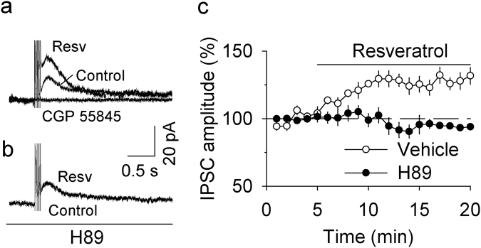 Resveratrol potentiated GABAB receptor-IPSCs by enhancing cAMP/PKA signaling. (a) Bath application of resveratrol (Resv, 100 µM) increased the amplitude of GABAB receptor-IPSCs (p < 0.001, n = 5), which was blocked by the selective GABAB receptor antagonist CGP 55845 (1 μM; p < 0.001, n = 4). (b) The resveratrol-induced potentiation of GABAB receptor-IPSCs was blocked by the PKA inhibitor H-89 (10 µM; p < 0.001 vs. resveratrol alone, n = 5). (c) Time course of the effects of resveratrol on GABAB receptor-IPSCs in the presence and absence of the PKA inhibitor H-89.