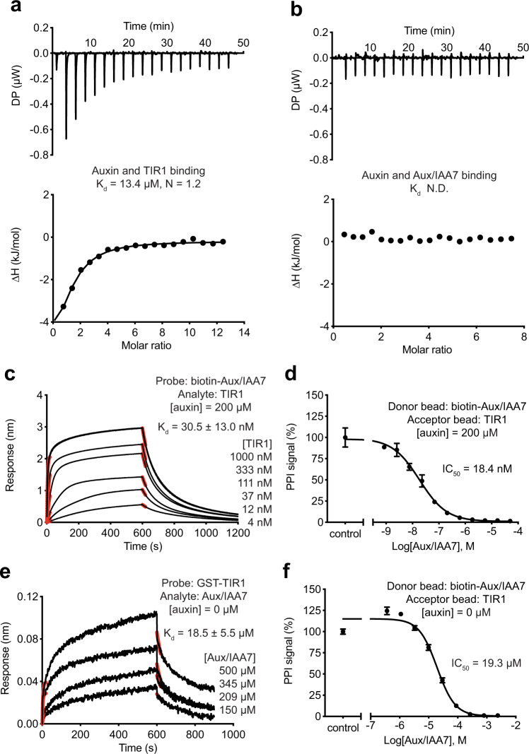 Quantitative analysis of the auxin-sensing system.a, b Auxin binding to TIR1 and Aux/IAA7 peptide measured by ITC experiments. ND not detected. Source data are provided as a Source Data file. c, d BLI and AlphaScreen competition assays for assessing the affinity of Aux/IAA7 to TIR1 in the presence of auxin at a saturating concentration. Red lines represent curve fitting at the initial phase of association and dissociation. Kd, dissociation constant. IC50, half-maximum inhibitory concentration. Data were presented as mean ± s.d. of n = 3 biologically independent samples. Source data are provided as a Source Data file. e, f BLI and AlphaScreen competition assays for assessing the intrinsic affinity of Aux/IAA7 to TIR1. Red lines represent curve fitting at the initial phase of association and dissociation. Kd, dissociation constant. IC50, half-maximum inhibitory concentration. Data were presented as mean ± s.d. of n = 4 biologically independent samples. Source data are provided as a Source Data file.