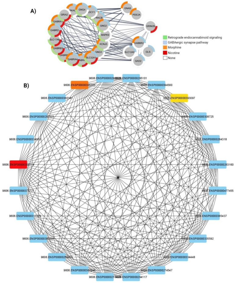 Functional interaction networks analyzed by the String Cytoscape plug-in. (A) PPI network of genes related to GABAergic synapse pathway (red), retrograde endocannabinoid signaling (green), morphine (blue) and nicotine (orange). (B) In addiction, PRKACB (red), PRKCB (orange) and GABRA1 (yellow) found the top hub genes based on the MCC algorithm.