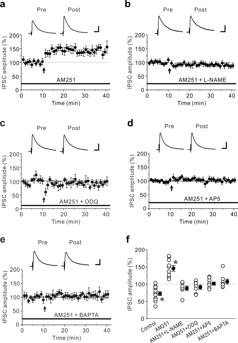 LTDGABA induced by the prolonged HFS is shifted to LTPGABA by CB1R blockade. (a) In the presence of 10 μM AM251, LTPGABA was induced by the prolonged HFS (n = 10). (b-e) LTPGABA caused by the prolonged HFS in the presence of 10 μM AM251 was almost completely abolished by 100 μM L-NAME (n = 7) (b), 10 μM ODQ (n = 7) (c), 50 μM AP-5 (n = 9) (d) and 10 mM BAPTA in the pipette solution (n = 8) (e). (f) Summary scatter plots of eIPSCs obtained from the experiments shown in Figs. 1d and 2a-e. Paired t-test, *p < 0.001 compared to the control response. (a)-(e) The insets show averages of ten consecutive current traces before (pre) and 25–30 min after the prolonged HFS (post). The prolonged HFS is indicated by an arrow. Scale bar represents 50 pA and 50 ms.