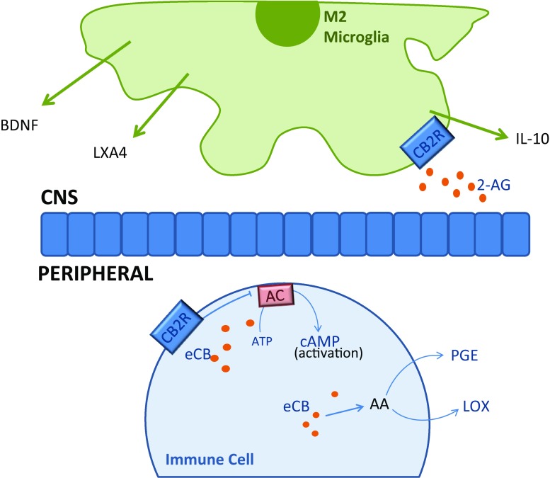 Peripheral: eCB action on CB2Rs results in suppression of immune cell activation by inhibiting AC conversion of adenosine tri-phosphate (ATP) to cAMP. eCBs can be metabolised in to arachidonic acid (AA) which can subsequently be converted to inflammatory molecule, prostaglandins (PGE), or anti-inflammatory agent, leukotrienes (LOX) CNS: 2-AG induces M2-state microglia to secrete anti-inflammatory agents; BDNF, LXA4 and IL-10, mediated by CB2Rs
