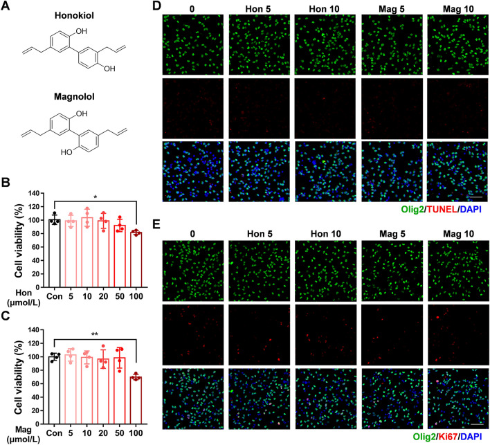 Effects of honokiol and magnolol on OPC survival and proliferation. A Chemical structures of the isomeric polyphenolic components derived from Magnolia officinalis. B, C Viability of OPCs after treatment with honokiol (Hon; 5–100 μmol/L) (B) or magnolol (Mag; 5–100 μmol/L) (C) for 24 h measured by the CCK-8 test, versus the control group. The results are presented as the mean ± SD. n = 4, *P <0.05, **P <0.01, one-way ANOVA. D, E After primary OPCs were treated with 5 or 10 μmol/L honokiol and magnolol in proliferating medium for 72 h, OPCs were labeled by TUNEL staining (red) (D) or immunofluorescence staining of Ki67 (red) (E) and Olig2 (green). DAPI stained nuclei. Scale bars, 50 μm.