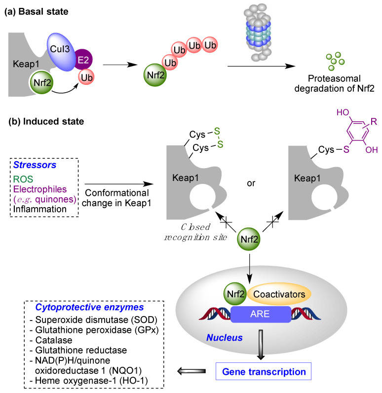 The Keap1/Nrf2 cytoprotective pathway. Basal state: Negative regulation of Nrf2 under normal conditions (“basal state”) and its activation under pathological conditions (“induced state” in the presence of reactive oxygen species (ROS) or covalent modifiers.