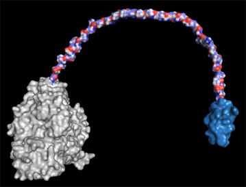 Molecular surface model of BGL-2 from T. amestolkiae. The catalytic domain (grey), the connector (blue, red and white) and the CBD (blue) are depicted