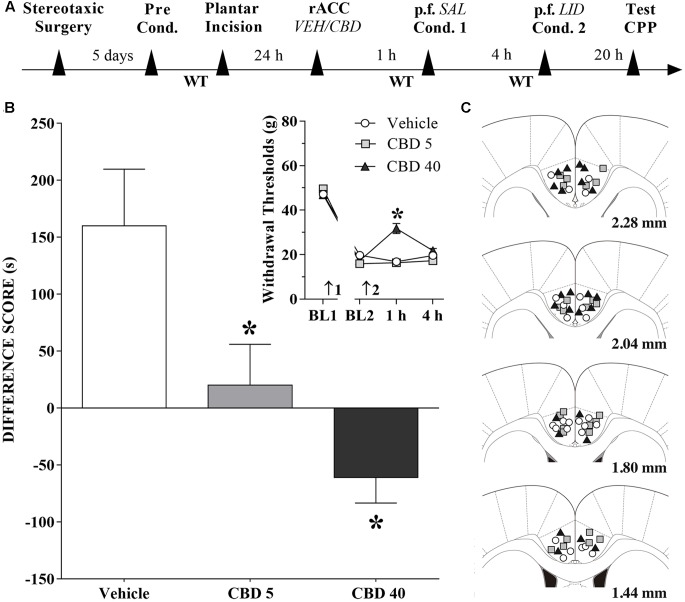 Cannabidiol into the rACC reduces (low doses) or inverts (higher doses) the CPP induced by peripheral nerve block. (A) Timeline of the protocol for the experiments; (B) Peripheral nerve block produced significant preference in incised rats pretreated intra-rACC with vehicle (VEH; n = 13). CBD (5 nmol/0.25 μL; n = 14) reduced, and CBD (40 nmol/0.25 μL; n = 12) inverted completely, the CPP by peripheral nerve block produced by injection of lidocaine (LID) into the popliteal fossa (p.f.). SAL, saline. One-way ANOVA with Dunnett’s test. The insert shows the time-course of changes in the WT measured in the operated hind paw of the rats. In rats with incisions, administration of vehicle and low doses of CBD had no effects on mechanical allodynia. CBD (40 nmol/0.25 μL) reduced mechanical allodynia. Arrows 1 and 2 indicate the times of surgery and injection, respectively. Two-way ANOVA with Dunnett’s comparison: ∗p < 0.05 compared with vehicle. Data are means ± SEM. Coronal sections taken from the atlas of Paxinos and Watson (2006) showing the location of the injections of CBD in the rACC are shown in (C) using symbols as in the insert.