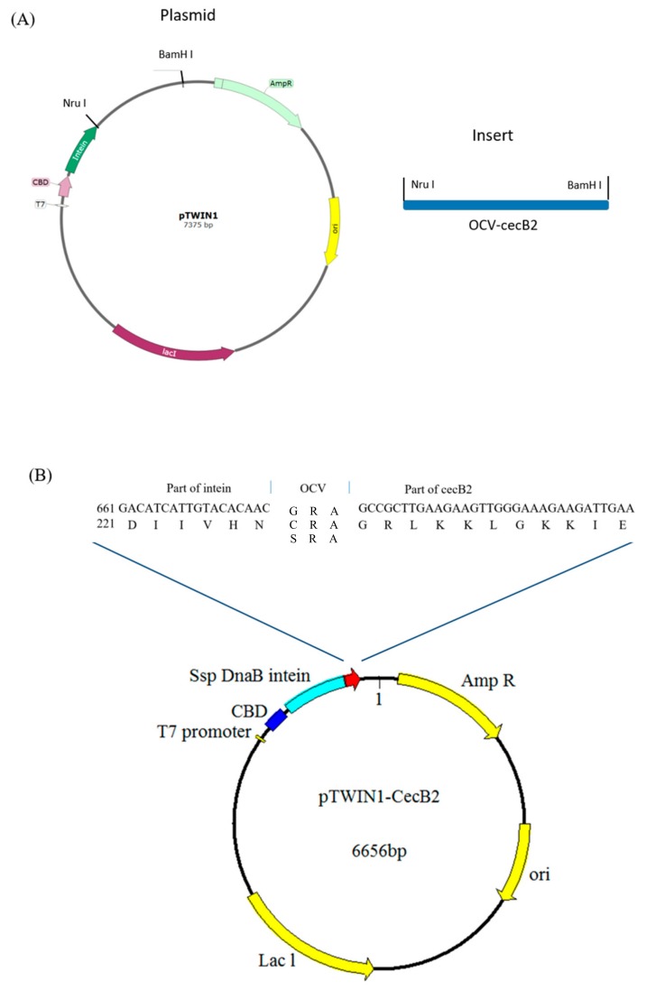 The plasmid and insert used in this study include (A) pTWIN1 and insert and (B) the construct of CBD-Int-OCV-cecbB2, where the OCVs were GRA, CRA, SRA, and the OCV amino acid number began from 227.