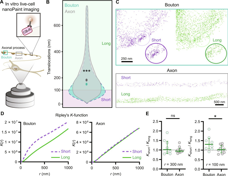 Nanoscale concentration of CB1Rs with reduced mobility.(A) Schematic representation of experimental design. (B) Violin plots and medians of translocations obtained from boutons and axonal segments (n = 8 boutons and 10 axons, ***P < 0.001, Mann-Whitney U test). (C) Visualization of single-particle tracking of labeled CB1Rs was conducted in the boutonal profiles (cyan box) and interboutonal segments (gray box) of the axonal process. CB1Rs were categorized by their movement as either short translocation distances (0 to 100 nm) in magenta or as long translocations (100 to 750 nm) in green. (D) Multidistance spatial cluster analysis by using Ripley’s K(r) plot of short and long CB1R translocations revealed clustered nanoscale distribution pattern of short trajectory CB1Rs but not the long trajectory CB1Rs in the boutons [cyan box on (A) and (C)]. Neither the short translocations nor the long translocations of individual CB1Rs differed from the expected K value in axons [gray box on (A) and (C)]. (E) Summary graphs show the quotient of Ripley’s K-function within a radius of 300 and 100 nm in boutons and in axons (n = 8 boutons and 10 axons, Pns = 0.27, unpaired t test). The quotient of Kshort/Klong for a radius of 100 nm is higher in boutons than in axons (n = 8 boutons and 10 axons, *P = 0.04, unpaired t test). Graphs show means ± SEM with individual values.