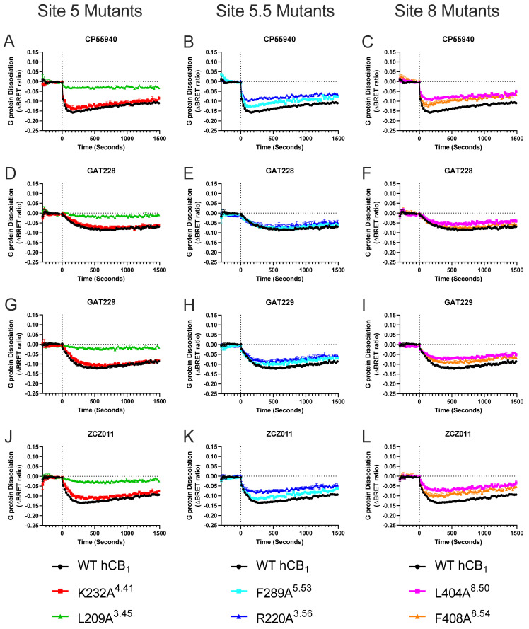 Gαi3 protein dissociation by 10 μM cannabinoid ligands in HEK293 cells transiently transfected with WT hCB1 or mutant receptor. Kinetic traces comparing Gαi3 protein dissociation by cannabinoid ligands at WT hCB1 (black curves) to Site 5 (A,D,G,J) and Site 5.5 mutants (putative cholesterol binding sites; (B,E,H,K)) and Site 8 mutants (putative pregnenolone binding site; (C,F,I,L)) over a 25 min period. Data are pooled across five independent biological replicates and expressed as mean ± SEM. Data are expressed as ΔBRET ratio as matched vehicle conditions have been subtracted.