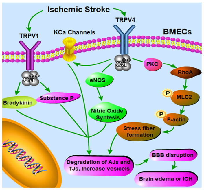Schematic illustration describing the possible involvement of Transient Receptor Potential Vanilloid (TRPV) in the context of blood brain barrier (BBB) function under ischemic stroke according to current knowledge. TRPV1 antagonism can block bradykinin and Substance P release mediated BBB disruption during cerebral ischemia [62]. The mechanisms underlying TRPV4-mediated BBB permeability modulation are complex. Firstly, Ca2+ influx, which is elicited by activation of endothelial TRPV4 channels, can further activate intermediate and small conductance Ca2+-sensitive K+ (KCa) channels [114], while KCa channels have been well known to be able to induce BBB opening [115]. Secondly, increased intracellular Ca2+ via TRPV4 activation can also significantly induce the endothelial nitric oxide synthase (eNOS) phosphorylation [105], and activated eNOS produces more nitric oxide (NO), further activating soluble guanylyl cyclase to produce more cyclic guanosine monophosphate (cGMP); high concentrations of cGMP lead to an increase in the number of pinocytic vesicles containing caveolin-1 and caveolin-2 and BBB permeability [116]. Thirdly, another possible mechanism involved in TRPV4 activation mediated BBB disruption is the formation of stress fibers through the PKCα/RhoA/MLC2 pathway activation. PKCα activation has been involved in TRPV4-regulated endothelial cell permeability alteration [117]. After activation, PKCα can directly interact with RhoA, leading to the rearrangement of the cytoskeleton [118,119]. RhoA further binds to Rho-kinase, which can strongly induce the phosphorylation of myosin light chain 2 (MLC2) and the formation of actin stress fibers [120], thus leading to BBB disruption [121]. Therefore, TRPV4 antagonism is able to inhibit actin stress fibers formation in ischemia, thus preserving/rescuing the integrity of the BBB [101].