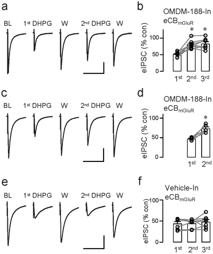 Use-dependent reduction of eCBmGluR with internal DAGL inhibitor.(a) Sample eIPSCs (each trace is the mean of 3) from the same OMDM-188-loaded (20 µM in the pipette) cell in the indicated conditions. BL denotes the baseline response, and W, the response obtained after washing out DHPG. DHPG was applied 3 times at 20-min intervals starting ∼15–20 min after break-in. (c) As in (a) except that the 1st DHPG application was given ∼40 min after break-in – i.e., at the same time as the 2nd DHPG application in (a) – and the 2nd one at 50–60 min after break-in. (e) As in (a), with vehicle only present in the internal solution. (b)(d)(f) Group data for experiments in (a), (c), and (e), respectively. *p<0.001, one way repeated ANOVA; Scale: 20 ms/200 pA.