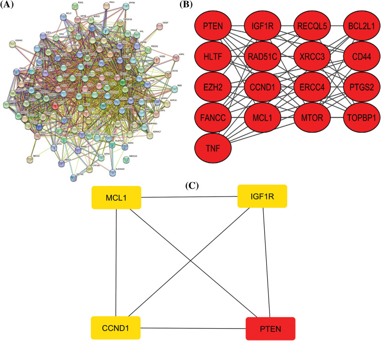 A PPI network of the cisplatin resistance-related genes, a significant module in the constructed PPI network, and a PPI network of the identified hub genes. (A) A PPI network of the cisplatin resistance-related genes, (B) a PPI network of the most significant module, and (C) a PPI network of identified four hub genes.