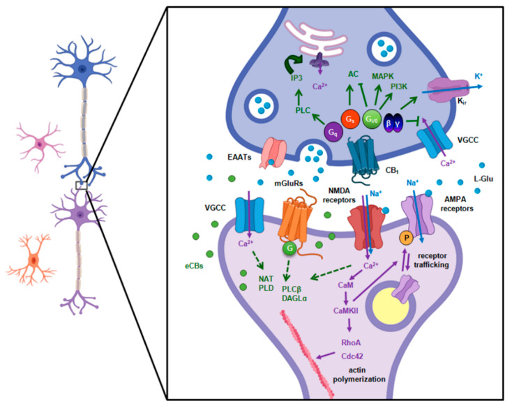 The stimuli involved in the establishment of synaptic plasticity and retrograde eCB signaling in the glutamatergic synapse. Glutamate release from the presynaptic terminal activates ionotropic (NMDA, AMPA, and kainate) and metabotropic glutamate receptors (mGluRs), that together with the Ca2+ influx through VGCC are potent triggers for eCB production (indicated in green). Ca2+ influx trough NMDA receptors is involved in the regulation of AMPA receptor trafficking, spine enlargement, and plastic changes in the strength of the synaptic transmission (indicated in purple). AC, adenylate cyclase; AMPA, α-amino-3-hydroxy-5-methyl-4-isoxazolepropionic acid receptor; CaM, calmodulin; CaMKII, calcium-calmodulin dependent protein kinase II; Cdc42, cell division control protein 42 homolog; DAGL, diacylglycerol lipase; EAATs, excitatory amino acid transporters; eCBs, endocannabinoids; Glu, glutamic acid; IP3, inositol 3-phosphate; Kir, inward-rectifier potassium channel; MAPK, mitogen-activated protein kinase; mGluRs, metabotropic glutamate receptors; NAT, N-acyltransferase; NMDA, N-methyl-D-aspartate receptor; PI3K, phosphatidylinositol 3-kinase; PL, phospholipase; RhoA, Ras homolog family member A; VGCC, voltage-gated calcium channels.