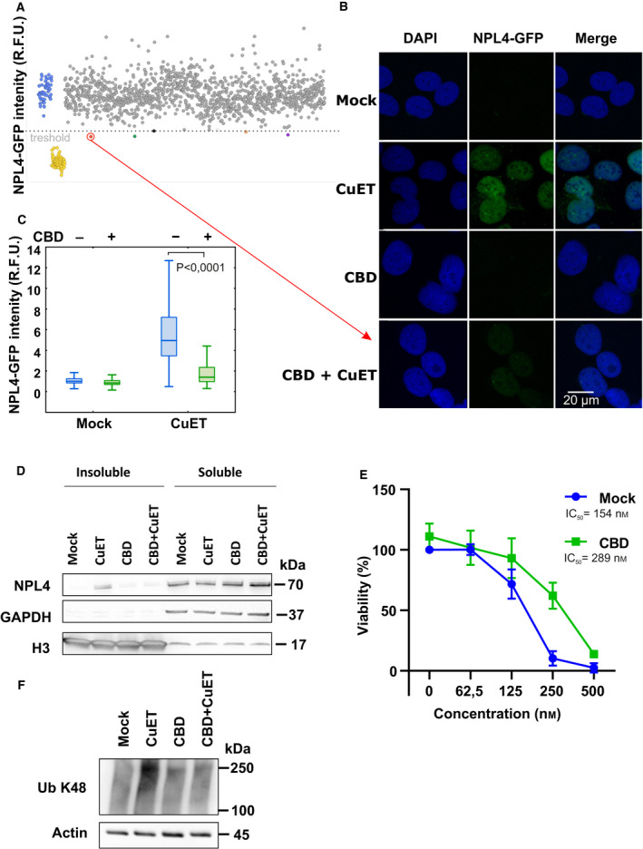 Cannabidiol (CBD) protects cells from bis‐diethyldithiocarbamate‐copper complex (CuET). (A) Dot plot depicting the results of high‐throughput screening of the chemical library. CuET + mock‐treated controls are in blue, and untreated controls are in yellow. Tested compounds overcoming the threshold of 0.5% positive hits are highlighted in red, green, black, orange, and violet colors. Cells were pretreated with compounds (10 µm) for 17 h and treated with 0.2 µm CuET for 3 h. The screening result represents one experiment (n = 1). (B,C) Microscopy‐based confirmation of the strongest hit. Cells were pretreated with 10 μm CBD for 17 h and treated with 0.2 μm CuET for 3 h and analyzed by microscope including microscopy‐based quantitative analysis (20 µm scale bar) of NPL4‐GFP signal in Triton X‐100 pre‐extracted cells. Combined treatment shows significantly less accumulation of nondissolvable (pre‐extraction resistant) NPL4 protein compared with CuET treatment only (two‐tailed t‐test). Pre‐extraction was performed before the fixation step. The figures show results from one of three independent experiments (n = 3). (D) Cells pretreated with 10 μm CBD for 17 h and treated with 0.2 μm CuET for 3 h accumulate less endogenous NPL4 protein in insoluble fractions compared with CuET treatment only as observed by western blot (WB). The figure shows one of three independent experiments (n = 3). (E) Cells pretreated with 10 μm CBD for 17 h and treated with increasing concentration of CuET for 72 h are more resistant compared with CuET treatment only as observed by the XTT assay. The results represent the mean and standard deviation of three independent experiments (n = 3). (F) WB analysis of K48 polyubiquitinated (Ub K48) proteins reflecting differences in a malfunction of protein degradation in mock, CuET, CBD, and CBD + CuET‐treated cells. For the experiment, the cells were treated for 3h by 0.2 μm CuET. In the combined treatment, CuET was added 17 h after 10 μm CBD. The figure shows one of three independent experiments (n = 3).