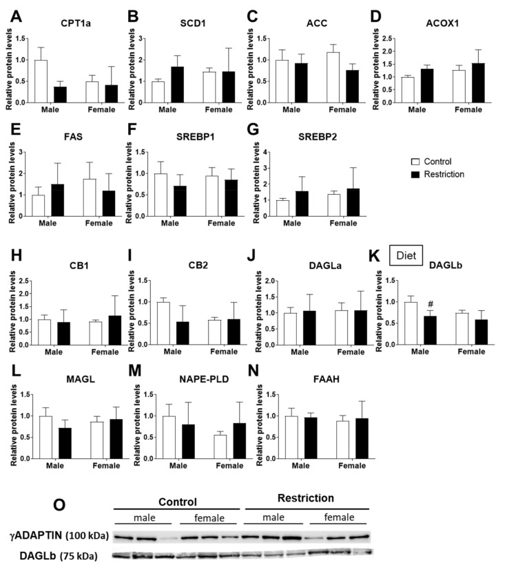 Effect of maternal caloric restriction on protein levels of principal factors of lipid metabolism: Cpt1a (A), Scd1 (B), Acc (C), Acox1 (D), Fasn (E), Srebf1 (F) and Srebf2 (G); and the endocannabinoid system: Cnr1 (H), Cnr2 (I), Dagla (J), Daglb (K), Magl (L), Nape-pld (M) and Faah (N) in the hypothalami of male and female offspring at postnatal day 2. Representative membranes of the main changes (O). Data are expressed as the mean ± S.E.M. (control male: n = 11; restriction male: n = 9; control female: n = 10; restriction female: n = 6. Tukey or single-effect analysis: # p < 0.05/0.01/0.001 vs. same-sex control group. The main results of the two-way ANOVA (effect of sex, diet and/or sex × diet interaction) are indicated above the graphs.