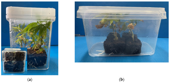 Root formation of cuttings in non-vented (a) and vented (b) vessels.