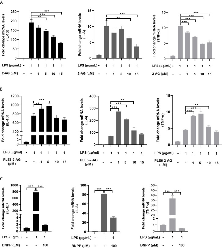 Effect of 2-AG, PLE6-hydrolyzed 2-AG and BNPP on the LPS-stimulated mRNA expression of proinflammatory cytokines in PAMs. (A) Effect of 2-AG on the LPS-stimulated mRNA expression of proinflammatory cytokines. PAMs were cultured and incubated with LPS (1 µg/mL) and 2-AG at various concentration (1 µM, 5 µM, 10 µM, 15 µM) for 24 h. Total RNA was isolated and analyzed for the mRNA level of IL-1β, IL-6 and TNF-α by RT-qPCR. (B) Effect of PLE6 hydrolyzed 2-AG on the LPS-stimulated mRNA expression of proinflammatory cytokines. PAMs were cultured and incubated with LPS (1 µg/mL) and a 0.5-h preincubation mixture of PLE6 with 2-AG at various concentration (1 µM, 5 µM, 10 µM, 15 µM) for 24 h. Total RNA was isolated and analyzed for the mRNA level of IL-1β, IL-6 and TNF-α by RT-qPCR. (C) Effect of BNPP on the LPS-stimulated mRNA expression of proinflammatory cytokines. PAMs were cultured and preincubated with BNPP (100 µM) for 3 h, and then LPS (1 µg/mL) was treated for another 24 h. The levels of inflammatory factors in the cell lysates were detected. Statistical significance was indicated by asterisks (**P < 0.01; ***P < 0.001).