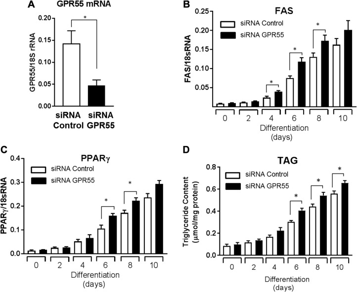 Effects of sustained GPR55 silencing on adipocyte differentiation/lipogenic markers and triglyceride accumulation. After transfection with control or GPR55-trageting siRNA, 3T3-L1 adipocytes were allowed to differentiate for up to 10 d. A) GPR55 mRNA abundance was determined in control and GPR55 siRNA-transfected 3T3-L1 adipocytes by qPCR analysis. B–D) On the indicated days of differentiation, relative mRNA abundance of FAS (B), PPARγ (C), and triglyceride (D) content were determined. All quantified values presented are mean + sem from 3 independent experiments. *P < 0.05 between the indicated bars.