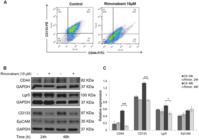 (A) FACS analysis of CD133-PE/CD44-FITC double stained HCT116 cells after treatment for 48 h with Rimonabant 10 μM. (B) Representative Western blot analysis of CD44, Lgr5, CD133 and EpCAM in total protein lysates from HCT116 cells. GAPDH was used as loading control. (C) Densitometric analysis of CD44, Lgr5, CD133 and EpCAM normalized vs. GAPDH. Results are expressed as means ± SD of 3 independent experiments performed at least in duplicate (∗p < 0.05, ∗∗∗p < 0,001 vs. control).