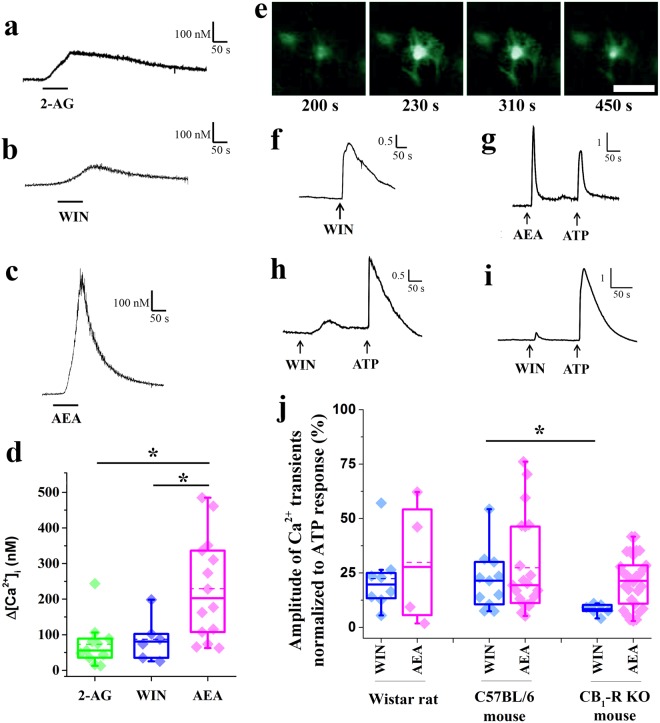 Activation of CB1-Rs evokes Ca2+ transients in cell bodies of cultured spinal astrocytes. (a–c) Graphical representation of changes in [Ca2+]i recorded in rat cultured astrocytes following the application of 10 µM 2-AG (a), 10 µM WIN (b), and10 µM anandamide (AEA) (c). (d) Box plot illustrating the amplitudes of calcium transients of rat cultured astrocytes in response to the application of 10 µM 2-AG, 10 µM WIN, and 10 µM AEA. Asterisks indicate significant differences between the amplitudes of calcium transients evoked by 2-AG, WIN and AEA (p = 0.0007, 2-AG vs AEA; p = 0.0354 WIN vs AEA). e: Micrographs showing the fluorescent intensity of a Fluo-8-AM-loaded cultured rat spinal astrocyte at different time points after the application of 10 µM WIN. Scale bar: 50 µm. (f–i) Graphical representations of the time courses of calcium transients evoked by the application of 10 µM WIN (f), 10 µM anandamide and 180 µM ATP (g) in cultured rat spinal astrocytes, and 10 µM WIN and 180 µM ATP in astrocytes cultured from wild type (h) and CB1-R knock out (i) mice. (j) Box plot showing the amplitudes of the calcium transients normalized to ATP responses in the responding cells cultured from rats, wild type mice, and CB1–R knock out mice. Dashed and continuous lines within the boxes represent the mean and median values of the data sets, respectively. Asterisks indicate significant difference between the amplitudes of calcium transients evoked by WIN in wild type and CB1-R knock out mice (p = 0.0118).