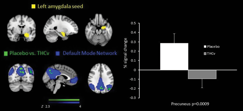 Coronal, sagittal, and axial slices showing the amygdala seed region and functional connectivity maps for the difference between placebo and tetrahydrocannabinol (THCv) groups, overlaid on the default mode network. The right graph displays the % blood-oxygenation-level-dependent signal change extracted from the region of significant treatment effect. Precuneus: − 8 -72 24 and p = 0.0009 for the placebo group and THCv group.