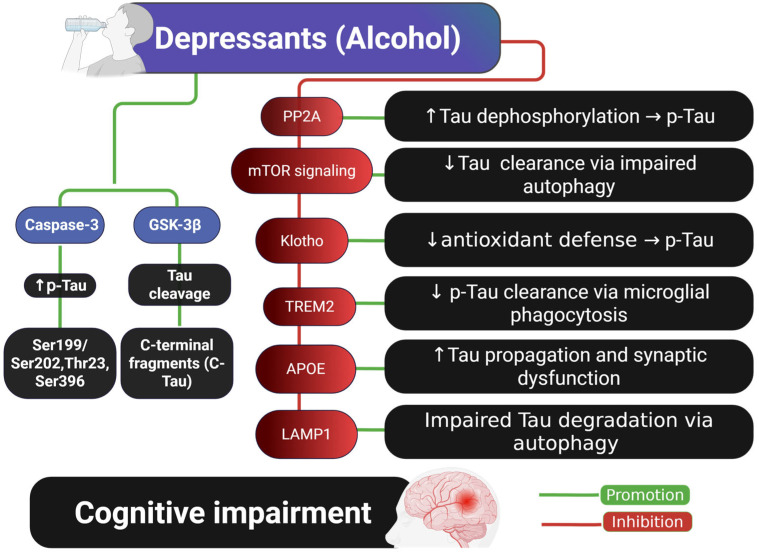Schematic representation of the molecular mechanisms by which alcohol (a depressant) contributes to Tau pathology and cognitive impairment. Alcohol promotes Tau phosphorylation (p-Tau) via activation of Caspase-3 and GSK-3β, leading to Tau cleavage and the formation of C-terminal Tau fragments. Additionally, alcohol inhibits several key cellular pathways—PP2A, Klotho, TREM2, and LAMP1—which are typically involved in Tau dephosphorylation, antioxidant defense, microglial clearance, and autophagy, respectively. Dysregulation of these pathways contributes to Tau accumulation, aggregation, and impaired degradation, ultimately leading to cognitive dysfunction. Abbreviations and symbols: p-Tau: phosphorylated Tau; C-Tau: C-terminal Tau fragments; GSK-3β: glycogen synthase kinase-3 beta; PP2A: protein phosphatase 2A; mTOR: mechanistic target of rapamycin; TREM2: triggering receptor expressed on myeloid cells 2; APOE: apolipoprotein E; LAMP1: lysosomal-associated membrane protein 1; Klotho: longevity-associated protein; ↑: increase; ↓: decrease; →: leads to. Figure created with BioRender.com.