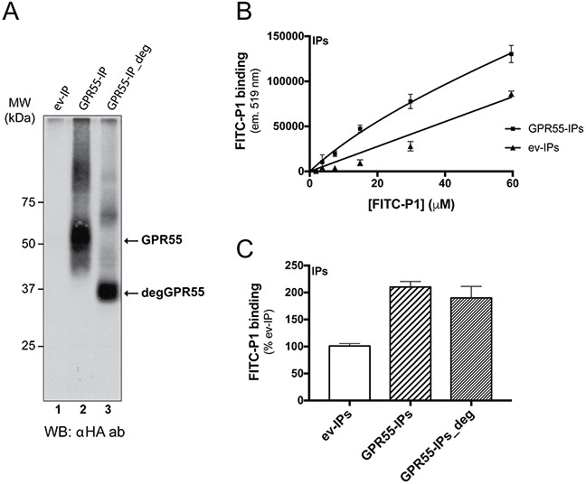 FITC-peptide-P1 binding to immunoprecipitated GPR55A. Extracts of HeLa cells transfected with empty vector (ev) or HA-GPR55 (GPR55) were immunoprecipitated (IP) with purified anti-HA IgGs conjugated to Sepharose beads. IPs from cells transfected with HA-GPR55 were left untreated (GPR55-IP) or treated with a mix of deglycosylases (GPR55-IP_deg), and then analyzed by Western blotting using an anti-HA antibody (αHA ab). The arrows indicate the glycosylated GPR55 (GPR55) and the deglycosylated GPR55 (degGPR55) with the apparent molecular weight of 37 kDa. MW, molecular weight standards. B. Binding assays were performed with increasing concentrations of FITC-P1 with ev-IPs or GPR55-IPs for 2 h at 37°C. FITC-P1 binding was evaluated as FITC-fluorescence associated to the IPs (see Methods section). FITC-P1 binding affinity for GPR55 was in the range of 20 μM. Data are mean ±SD and are representative of three independent experiments (n = 3). C. Binding assays of FITC-P1 to glycosylated GPR55 and deglycosylated GPR55. The FITC-P1 peptide (40 μg/ml; 26.8 μM) was incubated with anti-HA-IPs (2.5 μl ev-IPs, GPR55-IPs or GPR55-IPs_deg) for 2 h at 37°C. FITC-P1 binding was evaluated as FITC-fluorescence associated to IPs, as percentage of ev-IPs fluorescence. Data are means ±SE of three independent experiments, each performed in triplicate.