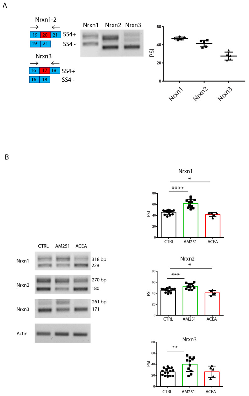 Stimulation of CB1 receptors modulates Nrxns splicing pattern at SS4 in hippocampal slices. (A) RT-PCR analysis of SS4 splice variants of Nrxns1–3 expression in hippocampal slices from one-month-old mice. Scheme of SS4 splice variants showing the selective primers flanking the alternative exon 20 for Nrxn1–2 and exon 17 for Nrxn3. On the right, the relative scatter plot showing the PSI, calculated by densitometric analysis (Image Lab 6.0) of Nrxns1–3 splicing pattern from hippocampal slices. Results were obtained from n = 5 independent experiments (n = 5 mice). Error bars represent SD. (B) RT-PCR analysis of SS4 splice variants of Nrxns1–3 expression in hippocampal slices, in basal condition and after stimulation for 6 h with ACEA (10 μM) and AM251 (10 μM). On the right, the relative scatter plots showing the PSI, calculated by densitometric analysis (Image Lab 6.0) of Nrxns1–3 splicing pattern from hippocampal slices. Results were obtained from n = 3 mice for AM251 and n = 3 mice for ACEA. For each mouse, 4 different hippocampal slices were used. Statistical analysis was performed with unpaired t test (Nrxn1: CTRL-AM251 p < 0.0001 ****, CTRL-ACEA p = 0.0451 *, Nrxn2: CTRL-AM251 p = 0.0005 ***, CTRL-ACEA p = 0.0354 *, Nrxn3: CTRL-AM251 p = 0.0017 **). Error bars represent SD.