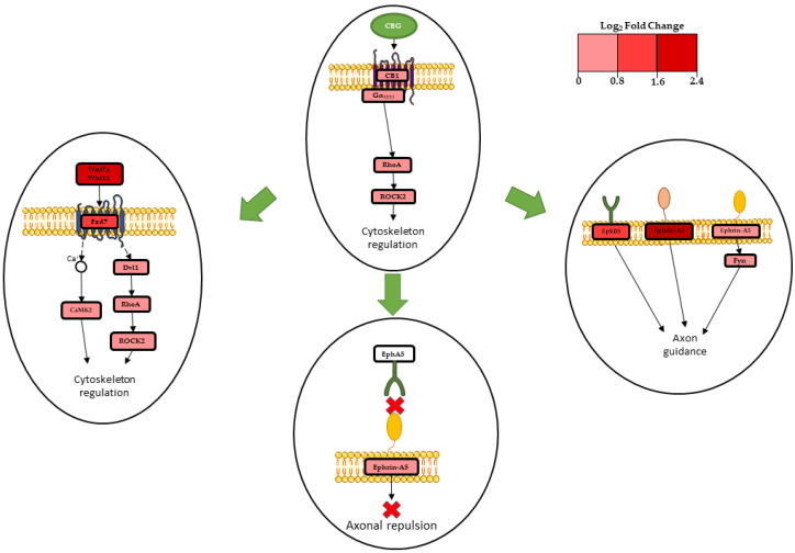 Mechanisms involved in the cytoskeletal remodeling of NSC-34 after CBG treatment. The figure represents pathways involved in the process. A signal influenced by CBG is represented in each oval. Green arrows indicate influence of CB1 activation. Continuous arrows indicate direct associations, while dashed arrows indicate indirect association. A red X indicates that there is no interaction between the receptor and ligand. A red palette indicates genes log2 Fold Change. The results of transcriptomic analysis suggest that CBG induces initial cytoskeletal remodeling of NSC-34 by WNT/planar cell polarity (PCP) signaling, Ephrin-Eph signaling, and the involvement of CB1.