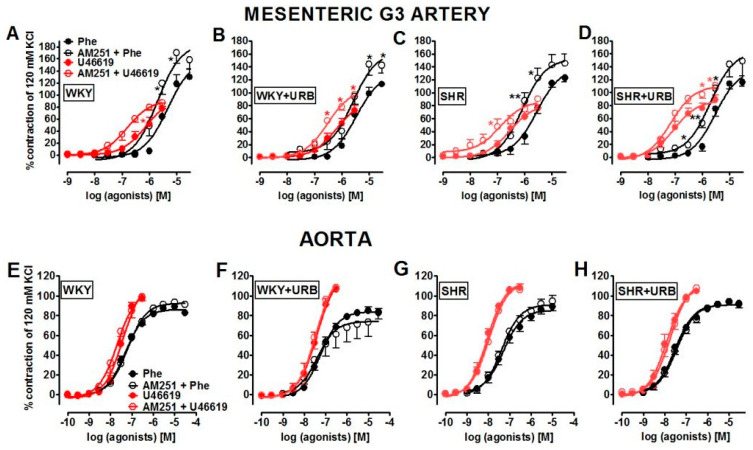 Influence of AM251 (1 µM) on the vasoconstrictive effects of phenylephrine (Phe, black circles) and U46619 (red circles) in the mesenteric G3 arteries (A–D) and aorta (E–H) from normotensive control (WKY; A,E) and URB597-treated (WKY + URB; B, F) rats, or hypertensive (SHR; C,G) and URB597-treated (SHR + URB; D,H) rats. URB597 at 1 mg/kg or its vehicle was injected intraperitoneally every 12 h for 14 days. Contractile responses are shown as percentages of the reference response to KCl. Mean ± SEM of n = 6–7 tissues for each curve. * p < 0.05 and ** p < 0.01 compared to the * WKY, as determined by Student’s t-tests for unpaired data. In a few cases, the SEM is smaller than or equal to the size of the symbols. See Table 1 and Table 2 for statistical analysis.