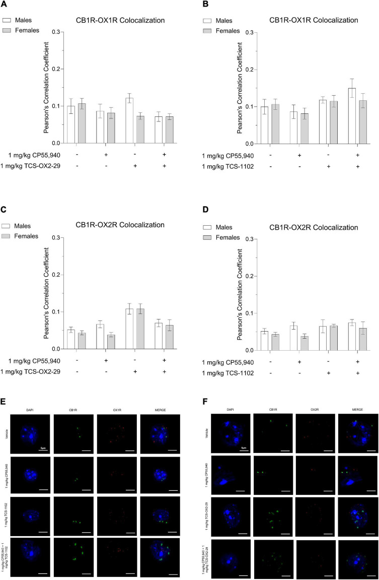 CB1R-OX1R and CB1R-OX2R colocalization in the primary motor cortex following cannabinoid and orexin drug treatments. Male and female C57BL/6 mice aged 6–12 weeks were i.p. administered one of the following dose ranges: CP55,940 (0.1–10 mg/kg), TCS-OX2-29 (1–30 mg/kg), TCS-1102 (0.1–10 mg/kg), 1 mg/kg CP55,940 + TCS-OX2-29 (1–30 mg/kg), or 1 mg/kg CP55,940 + TCS-1102 (0.1–10 mg/kg). 30 min post-injections, mice were euthanized, perfused, and their brains collected for immunohistochemistry. Colocalization between CB1R and OX1R (A,B) and CB1R and OX2R (C,D) was compared within (sex) and between (drugs) the following experimental groups: 1 mg/kg CP55,940, 1 mg/kg TCS-OX2-29, 1 mg/kg TCS-1102, 1 mg/kg CP55,940 + 1 mg/kg TCS-OX2-29, or 1 mg/kg CP55,940 + 1 mg/kg TCS-1102. All colocalization data are expressed as Pearson’s Correlation Coefficients, and as means ± SEM. n = 6 (cells) for all treatment groups. Significance was calculated using a two-way ANOVA followed by Tukey’s post hoc analyses. (E) Representative images corresponding to panels (A,B) for CB1R-OX1R colocalization. (F) Representative images corresponding to panels (C,D) for CB1R-OX2R colocalization.