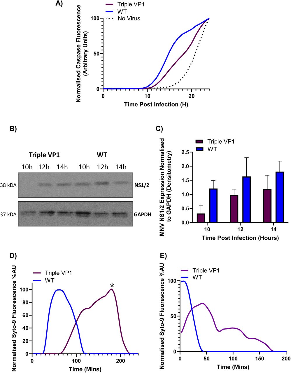 The greater pH particle stability of the Triple VP1 MNV infectious clone results in delayed viral uncoating during infection.(A) RNAs transcribed from WT MNV-1.CW1 or Triple VP1 MNV infectious clones were used to infect RAW 264.7 cells at an MO1 of 10. The cells were placed in the Incucyte S3 live cell analysis at 37⁰C for 24 hours and caspase fluorescence measured. (B) WT MNV-1.CW1 or Triple VP1 MNV derived viruses were used to infect RAW 264.7 cells at an MO1 of 10. At the indicated times, cell lysates were collected and analysed for NS1/2 (CM79 Ab) or GAPDH by western blot. (C) Densitometry of NS1/2 expression normalised to GAPDH expression was performed using ImageJ software. The viruses were passaged and the virus isolated from passage 3 were used for particle terminal stability assays. Virus was exposed to (D) pH 4 or (E) pH 3 buffer for the indicated times and incubated at 37⁰C with SYTO-9 nucleic acid-binding dye. Normalised fluorescence was plotted for each infectious clone.