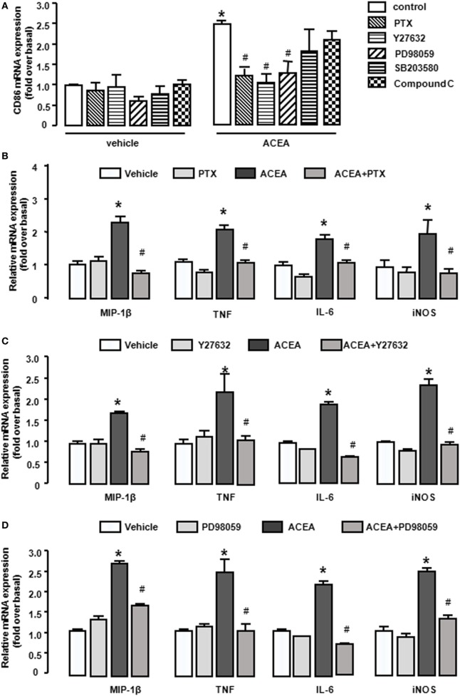 CB1 activation promoted bone marrow-derived monocyte/macrophage (BMM) polarization toward M1 through G(α)i/o, RhoA, and ERK1/2. BMMs were pre-treated with pertussis toxin (20 ng/mL), Y27632 (10 µmol/L), SB203580 (10 µmol/L), PD98059 (10 µmol/L), compound C (10 µmol/L) for 1 h, and followed by 1 µmol/L ACEA treatment for another 6 h. CD86 mRNA expression (A) and M1 other gene signatures (B–D) were evaluated by RT-qPCR. *P < 0.05 compared with control, #P < 0.05 compared with the same treated group without inhibitors (n = 4).
