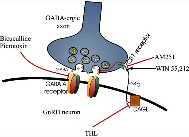 Schematic illustration of the retrograde endocannabinoid signaling mechanism that regulates GABAA-R-mediated drive onto GnRH neurons. 2-AG is synthesized by the GnRH neuron via the DAG-lipase (DAGL) pathway. This process can be blocked by the intracellular application of the DAGL inhibitor THL. 2-AG is released tonically and binds to CB1 receptors located on GABAergic synaptic afferents. The activation of CB1 inhibits spontaneous GABA release, an effect mimicked by the synthetic CB1 agonist WIN55,212. The CB1 antagonist AM251 can block agonist binding to CB1, which results in increased GABA release. GABA binds preferentially to postsynaptic GABAA-Rs, which can be antagonized by Bic or picrotoxin.