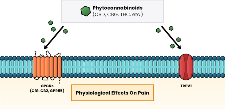 Cannabinoid signaling pathways and effects. Regardless of the type of cannabinoid ligand (phytocannabinoid, endocannabinoid, or synthetic), these compounds primarily interact with GPCR proteins, such as the CB1 and CB2 receptors and GPR55, or with TRP, such as TRPV1, to induce a cellular response. The pathways activated vary based on receptor activation and have physiological effects on pain, appetite, mood, and many other effects within the body. CB1, cannabinoid receptor type 1; CB2, cannabinoid receptor type 2; CBD, cannabidiol; CBG, cannabigerol; GPCRs, G protein-coupled receptors; MAPK, mitogen-activated protein kinases; PPAR, peroxisome proliferator-activated receptors; PI3K, phosphatidylinositol-3 kinase; THC, ∆-9-tetrahydrocannabinol.