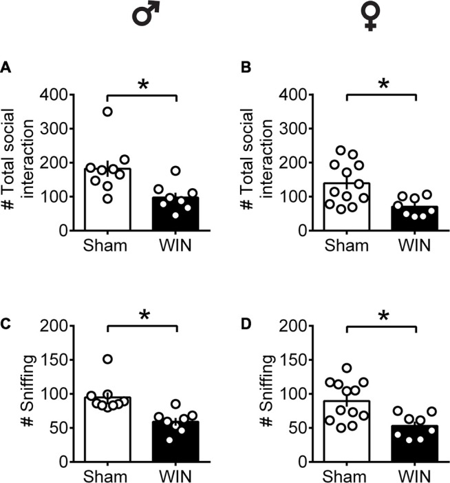 Social interactions are diminished in adult rats of both sex 24 h after a single in vivo cannabinoid exposure. Adult male (A) and female (B) rats had fewer social contacts with their congeners 24 h following a single exposure toWIN55,212-2 (2 mg/kg, s.c.). Similarly, sniffing was reduced in both adult male (C) and female (D) rats 24 h following a single exposure WIN, compared to control animals. Data represent mean ± SEM. Scatter dot plot represents a pair of animals. *p < 0.05, Mann-Whitney U-test. ♂ Males (Sham n = 8 pairs; WIN n = 8 pairs); ♀ Females (Sham n = 12 pairs; WIN n = 8 pairs).