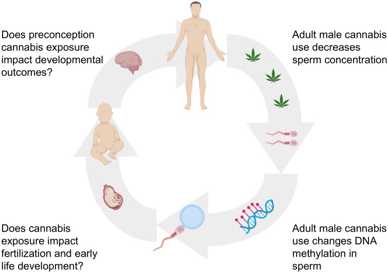overview of cannabis exposure and potential consequences. Image made with graphics from ©BioRender (biorender.com)