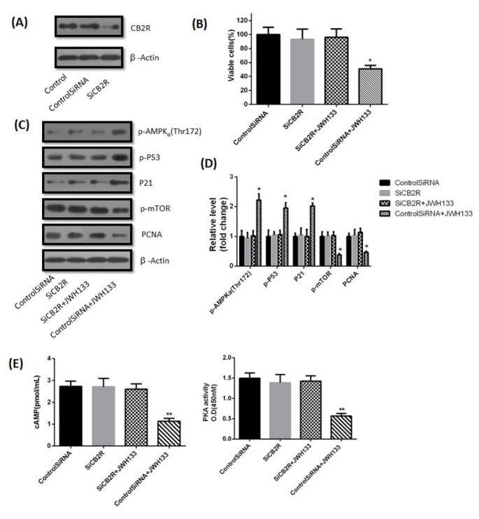 Knocking down cannabinoid receptor 2 (CB2) receptors by small interference RNA inhibited the effects of JWH133 on C6 cells. (A) C6 cells were transfected with small interfering control RNA (Control SiRNA) or CB2 receptors RNA (SiCB2R) for 24 h. CB2 receptor and β-Actin expression levels were detected by Western blot. CB2 receptor knocked down cells were used for further experiments. The image was representative of three different experiments. (B) Effects of JWH133 (5 μM) on the viability (48 h) of C6 cells transfected with Control SiRNA or SiCB2R. The original western blot images (C) and statistic graphs (D) of p-AMPKα (Thr172), p-P53, P21, p-mTOR and PCNA expression in Control SiRNA or SiCB2R-transfected C6 cells administration of JWH133 (5 μM, 48 h). Data were relative density to that in Control SiRNA group. (E) The effects of JWH133 on cAMP content and PKA activity were abolished by transfecting SiCB2R to C6 cells. Data were mean ± SEM from three replicate experiments. *P<0.05, **P<0.01 versus Control SiRNA.