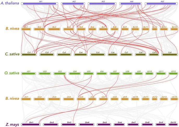 Gene duplication and synteny analysis of WRKY genes between ramie and four representative plant species. Gray lines in the background indicates the collinear blocks within ramie and other plant genomes, while the red lines highlight the syntenic WRKY gene pairs. The specie names with the prefixes “B. nivea,” “A. thaliana,” “C. sativa,” “O. sativa,” and “Z. mays” indicate Boehmeria nivea, Arabidopsis thaliana, Cannabis sativa, Oryza sativa, and Zea mays, respectively.
