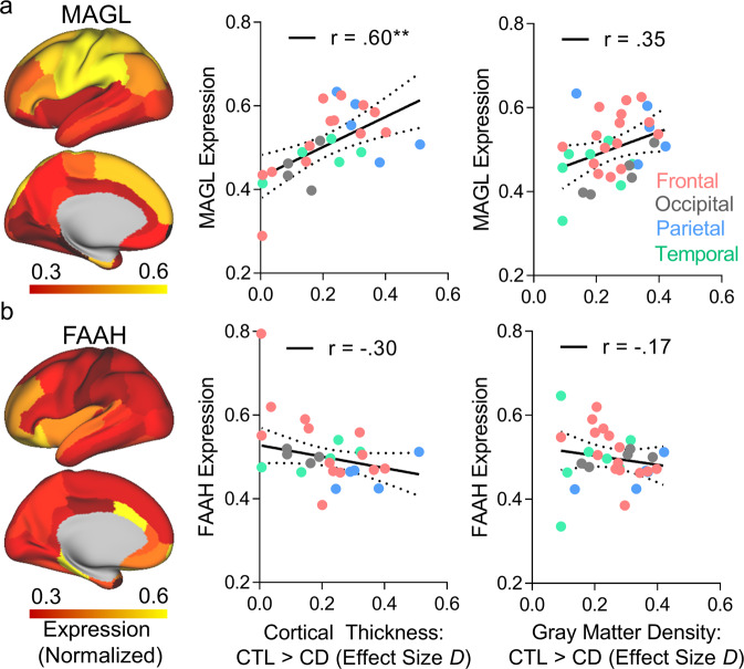 Association between cannabinoid enzyme gene expression and gray matter group structural differences. a Left: Regional distribution of MAGL gene expression across regions of the left cortical hemisphere (postmortem tissue); values were normalized within each of the six individual donor brains before averaging across all individuals. Center: spatial correlation between MAGL expression and group differences in cortical thickness, where higher numbers indicate thinner cortices in the CD group relative to controls (**pFWE = 0.012). Right: spatial correlation between MAGL expression and group differences in gray matter density. b The bottom panel depicts the corresponding analyses for FAAH gene expression, in which we did not observe a significant association with gray matter structural group differences. The solid lines indicate the lines of best fit, and the dashed lines indicate the 95% confidence intervals